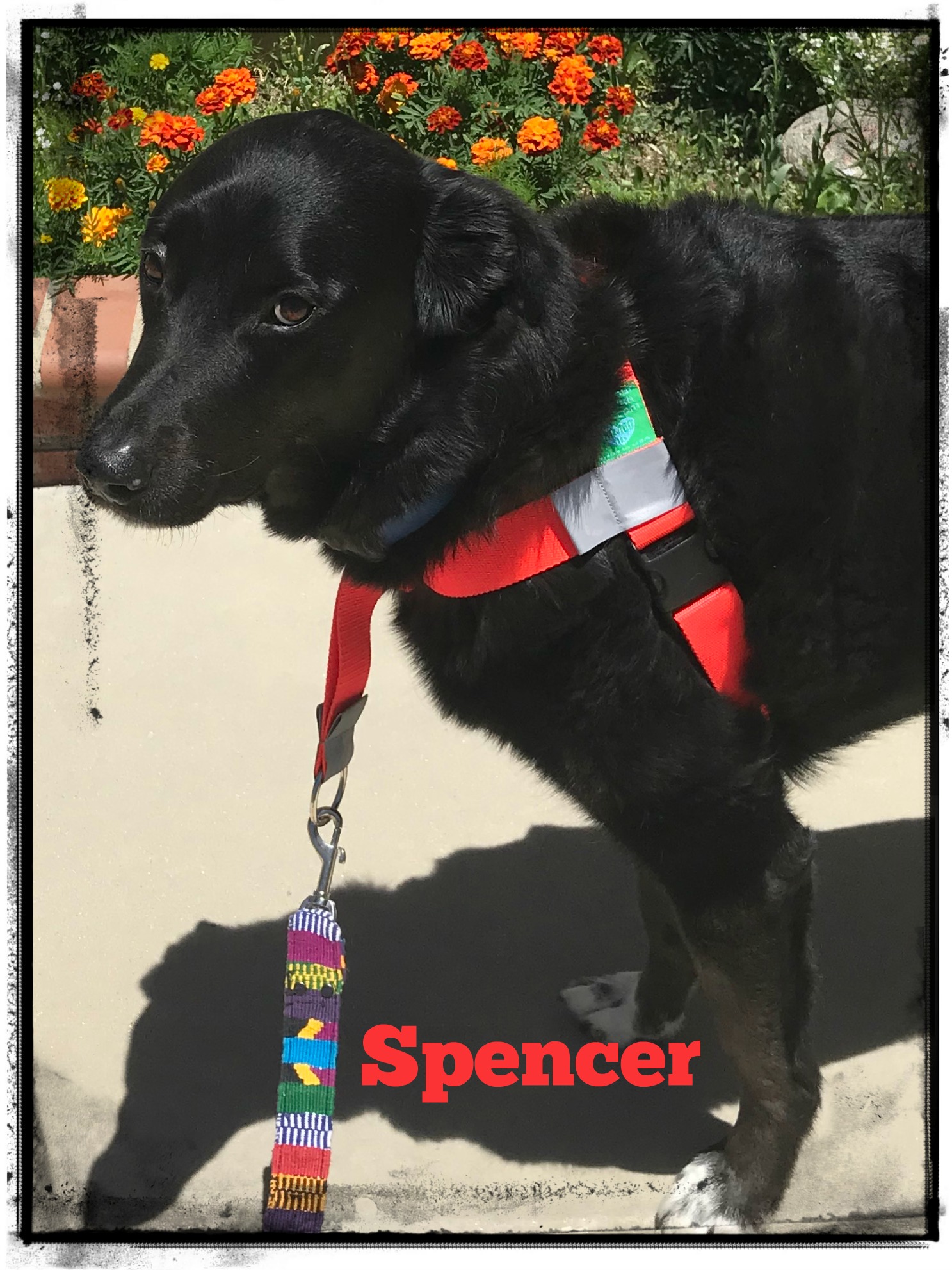 SPENCER WEARING A WALK YOUR DOG WITH LOVE HARNESS